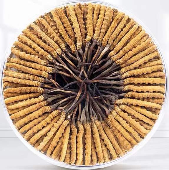 斗门冬虫夏草回收